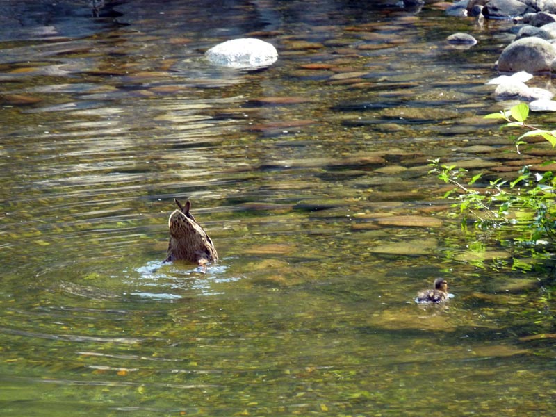 100703-Göteborg-001