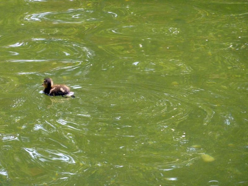 100703-Göteborg-002