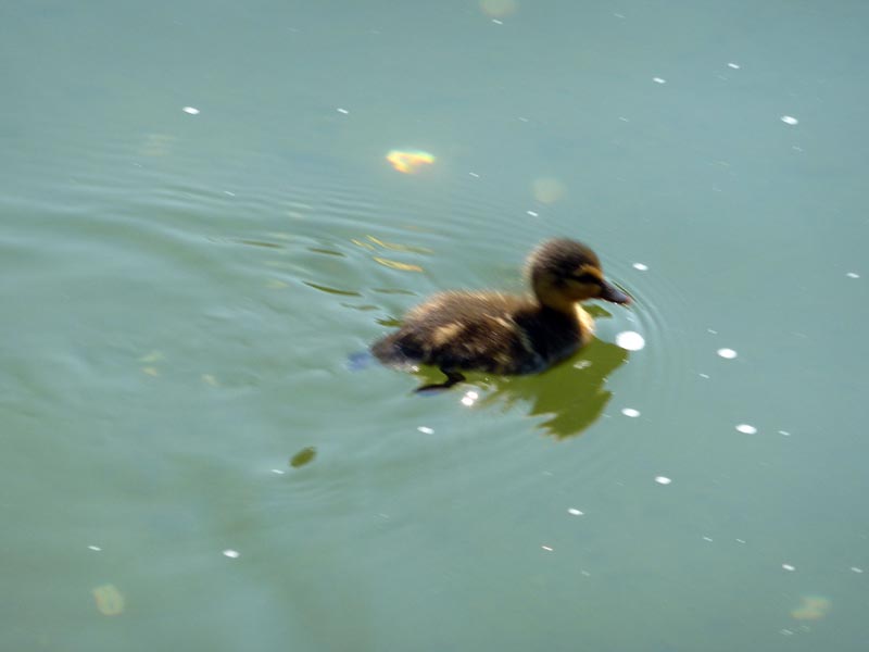 100703-Göteborg-015