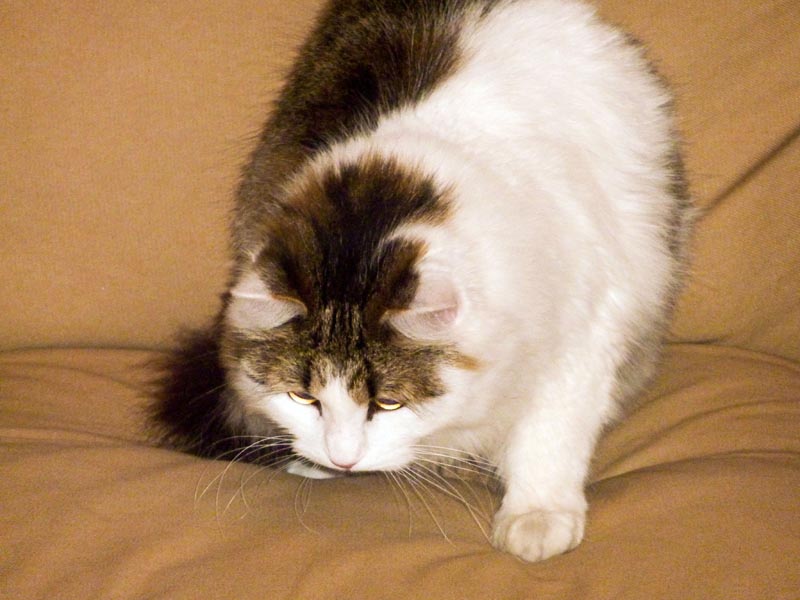 100924-Igor-Boris-007