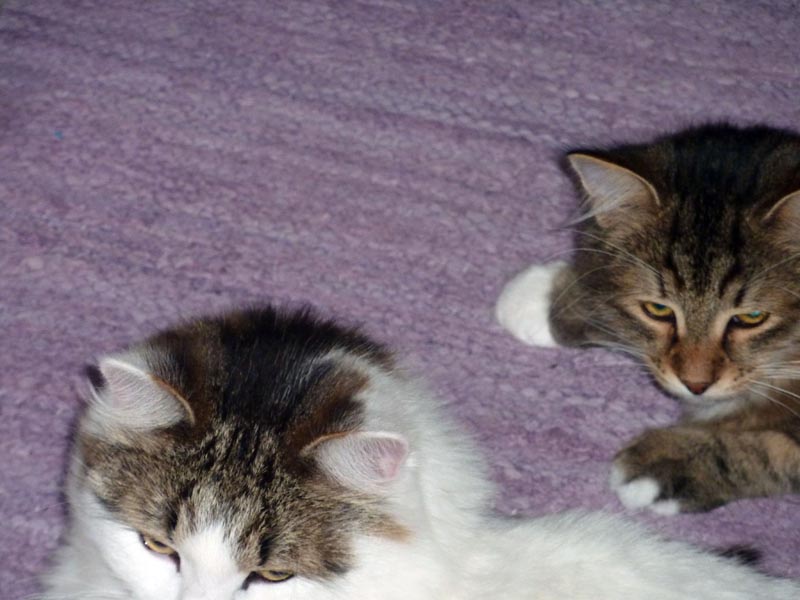 100924-Igor-Boris-026