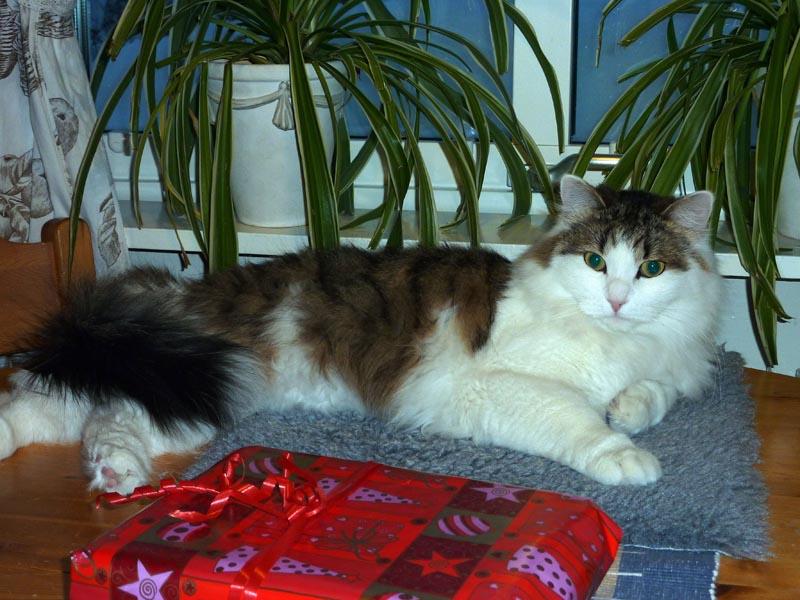 101224-26-Gävle-001