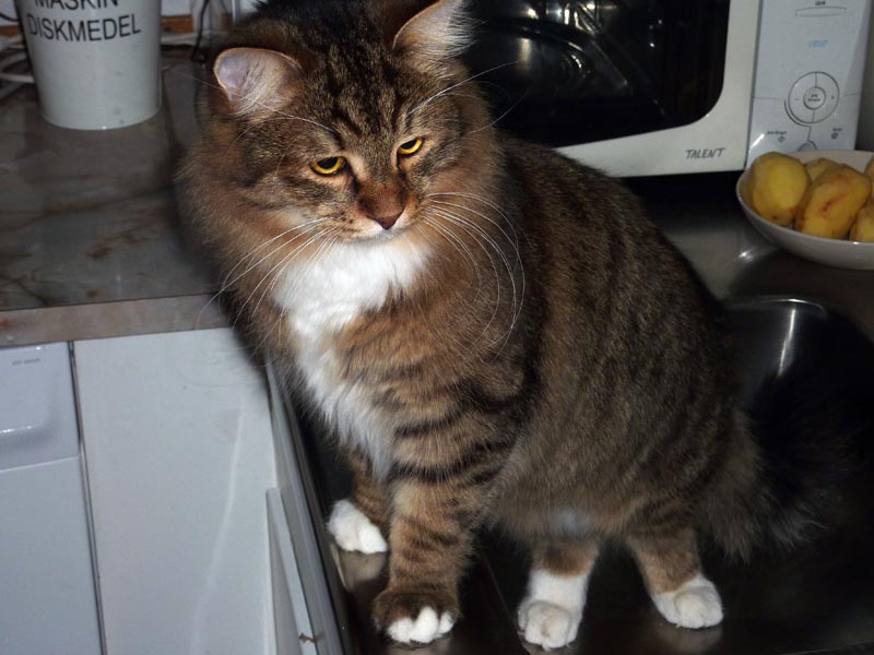 101224-26-Gävle-006