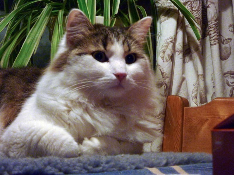 101224-26-Gävle-007