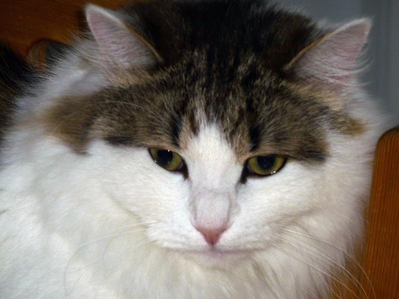 101224-26-Gävle-010