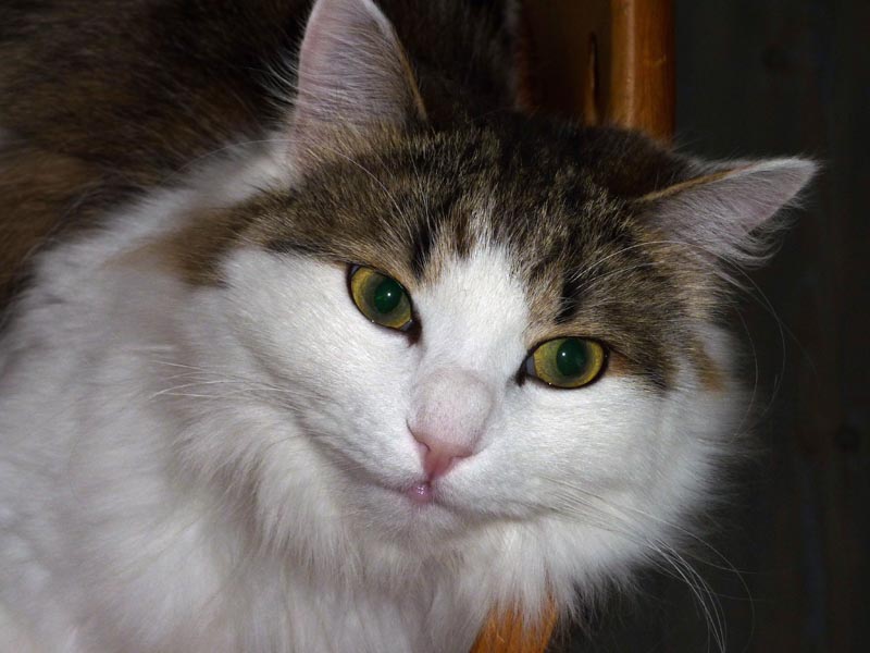 101224-26-Gävle-011