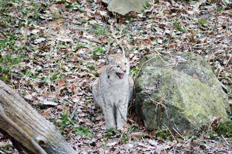 071215-Skansen-017