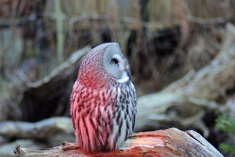 071215-Skansen-019