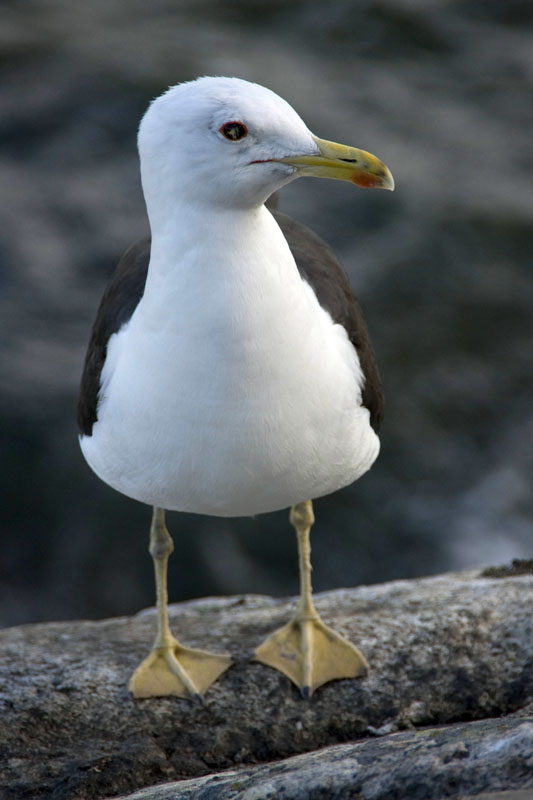 080729-Fjäderholmarna-023